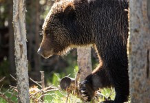 Killer Grizzly Bear Euthanized In Yellowstone National Park