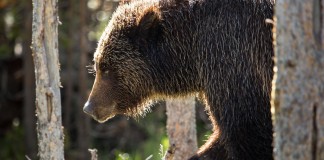 Killer Grizzly Bear Euthanized In Yellowstone National Park