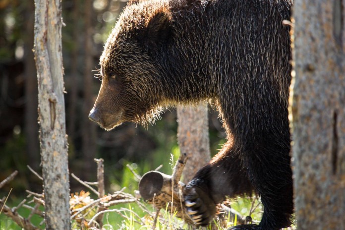 Killer Grizzly Bear Euthanized In Yellowstone National Park