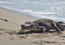 Seven Foot Alligator Out of Ocean In SC