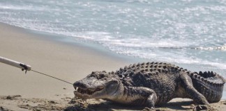 Seven Foot Alligator Out of Ocean In SC