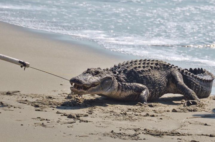 Seven Foot Alligator Out of Ocean In SC