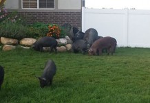 Roaming Pigs in Provo