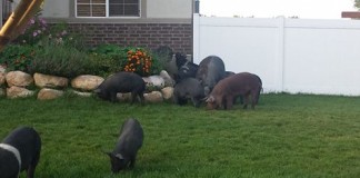 Roaming Pigs in Provo