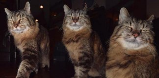 Oregon Cat Dubbed World's Oldest