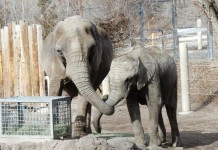Beloved Hogle Zoo Elephant Dies at 55
