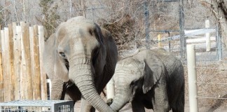 Beloved Hogle Zoo Elephant Dies at 55