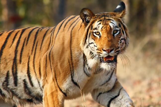 Bangladeshi Police Kill Six Suspected Tiger Poachers
