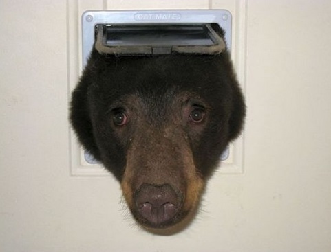 Bear door