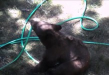 Bear Plays with Garden Hose