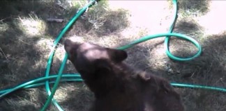 Bear Plays with Garden Hose