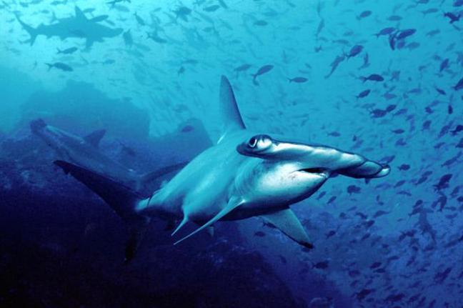Aggressive Hammerhead Shark