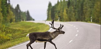 Ontario's 1000 Island Parkway Endangering Wildlife