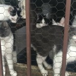 Condemned Home Over 50 Cats