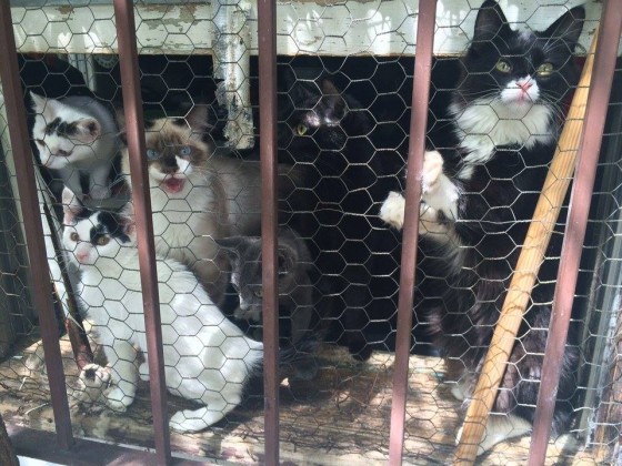 Condemned Home Found With Over 50 Cats Inside