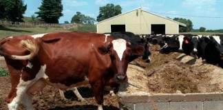 Chemical Cow Feed Additive To Counter Bovine Farts