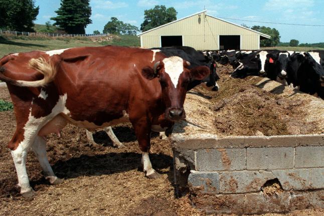 Chemical Cow Feed Additive To Counter Bovine Farts