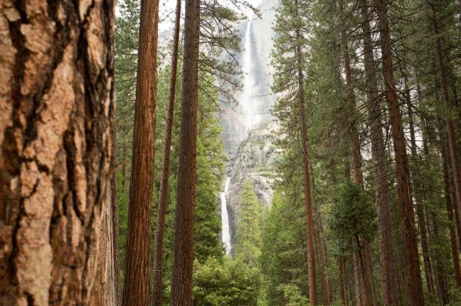 Yosemite Tree Branch Fall