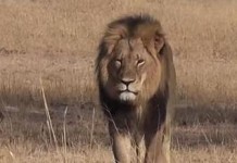 Cecil The Lion Zimbabwe
