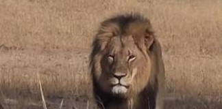 Cecil The Lion Zimbabwe