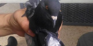 Drug-Smuggling Pigeon Apprehended