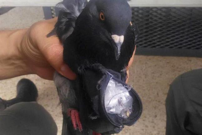 Drug-Smuggling Pigeon Apprehended