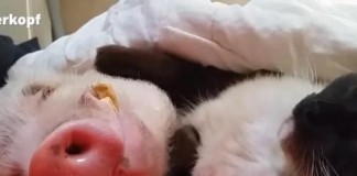 German Cat Snuggles with Snoring Pig