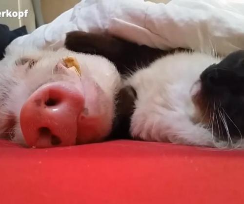 German Cat Snuggles with Snoring Pig
