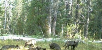 Gray Wolf Pack Seen in California