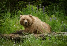 Grizzly Bear Mauled Woman
