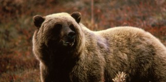 Man Killed By Grizzly Bear In Yellowstone National Park