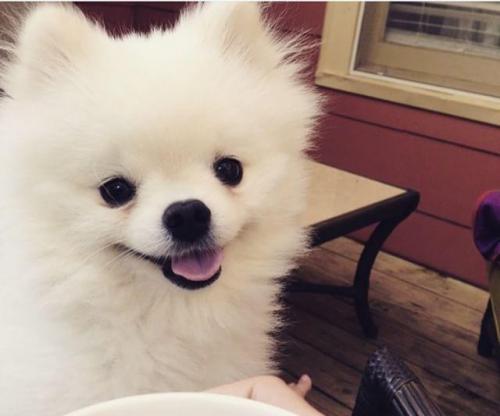 Pomeranian Dog Sneeze Goes Viral