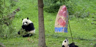 DC's National Zoo Hopeful For Panda Pregnancy