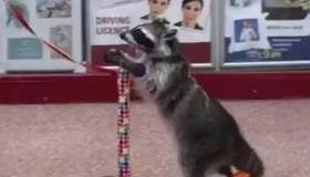 Scooter-Riding Raccoon Caught on Camera at British Shopping Center