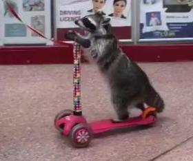 Scooter-Riding Raccoon Caught on Camera at British Shopping Center