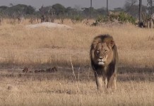 Cecil The Lion Zimbabwe