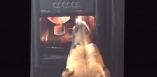 Texas Dog Learns To Use Refrigerator Water Dispenser