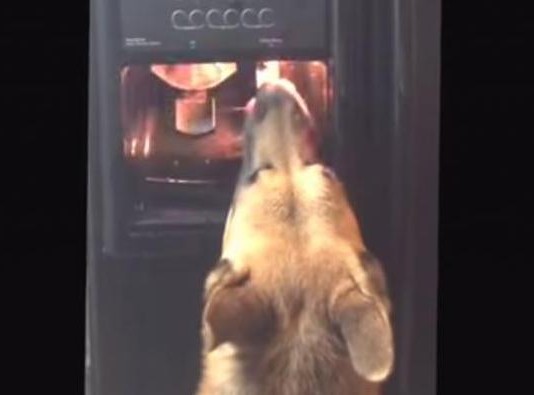 Texas Dog Learns To Use Refrigerator Water Dispenser