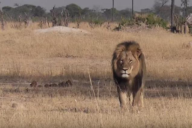 Trial For Cecil The Lion Hunting Guide Bronkhorst Delayed