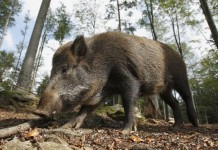 Wild Boar Populations Growing Across Europe