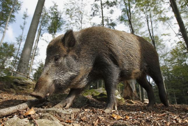 Wild Boar Populations Growing Across Europe