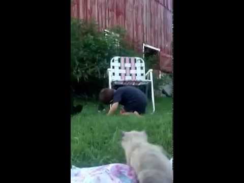 3-Year-Old Tackles Kitten