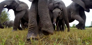Elephant Herd Perplexed By GoPro Camera