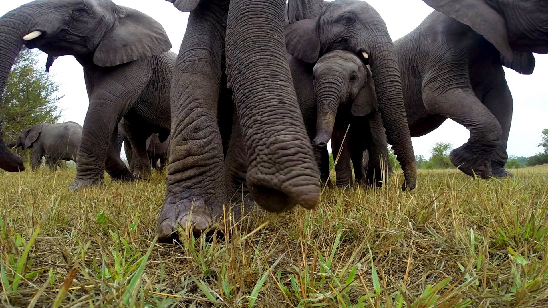 Elephant Herd Perplexed By GoPro Camera