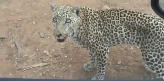 Leopard Lunges At Tourists' Car Window