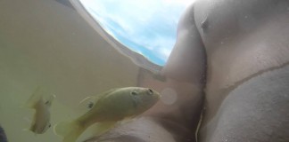 Nipple-Biting Sunfish