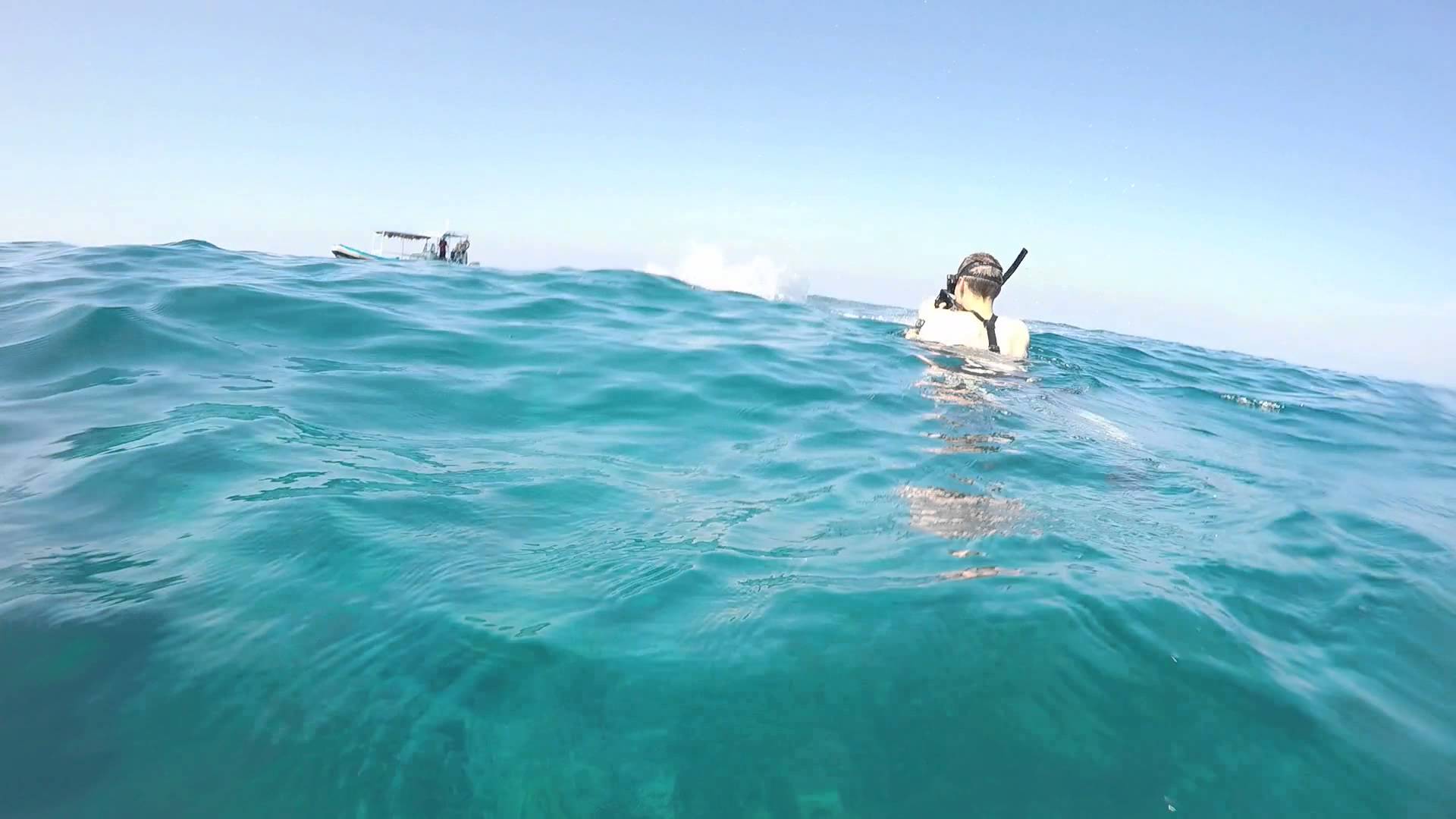 Snorkelers Film Showboating Dolphin's