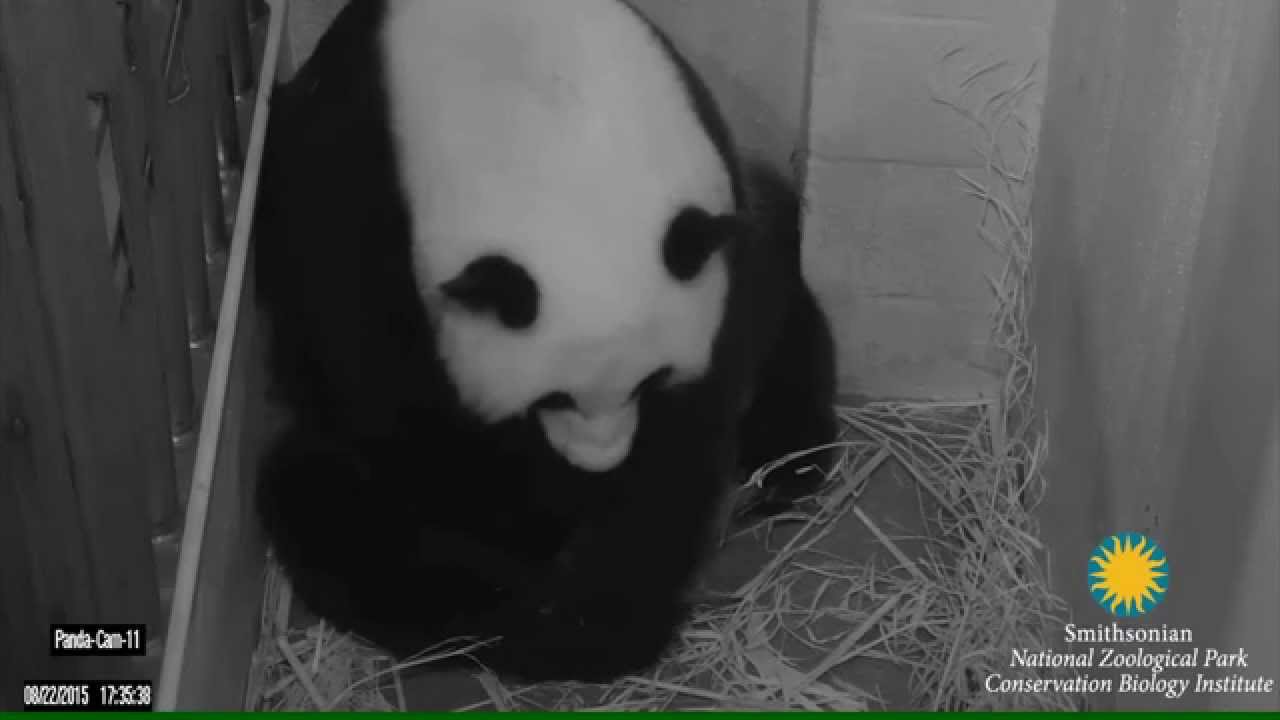 National Zoo Mei Xiang Panda Gives Birth