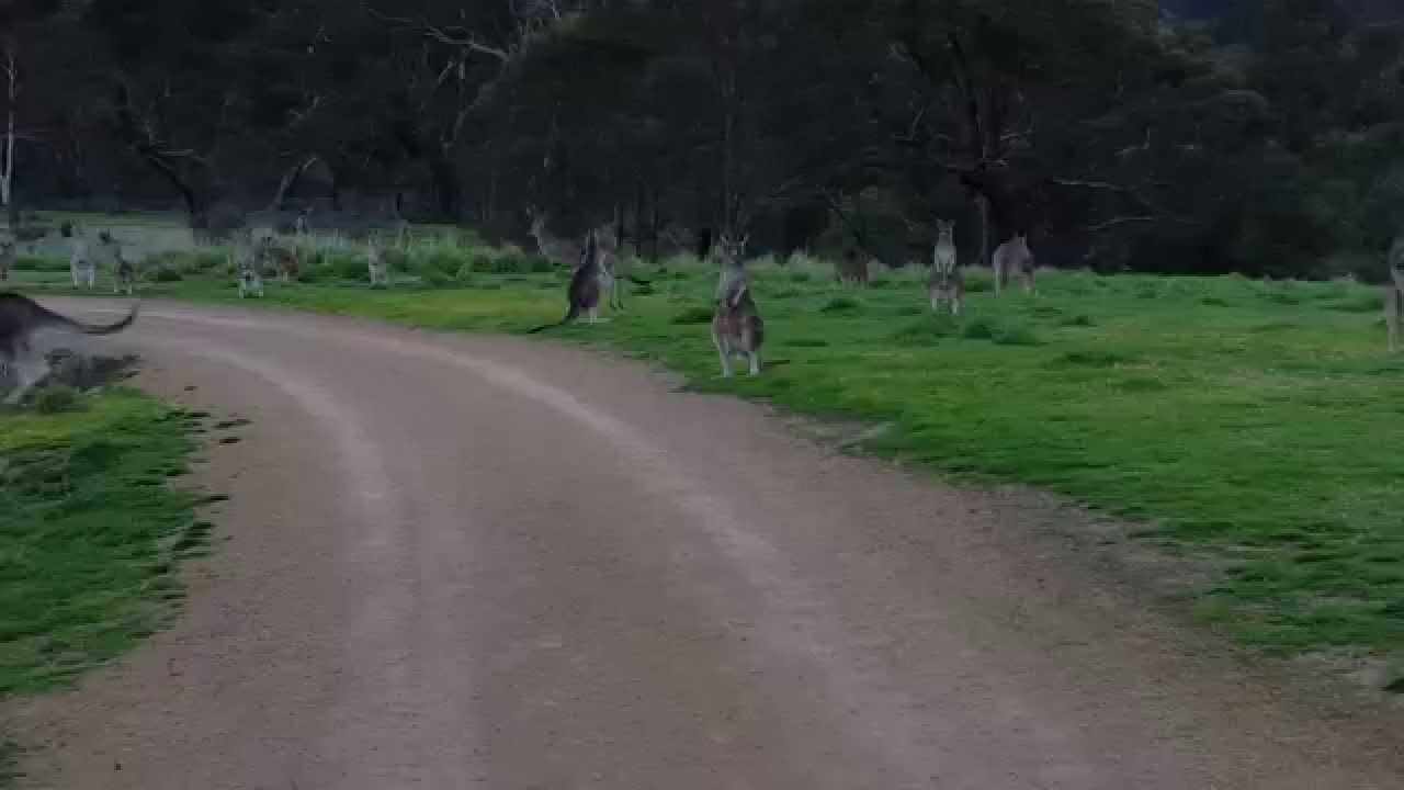 Cyclist Confronted With Kangaroo