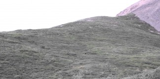 Alaskan National Park Bear Rolls Down Hill